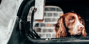 Beitragsbild des Blogbeitrags Hundebuggy für zwei Hunde – das sind die Top 3! 