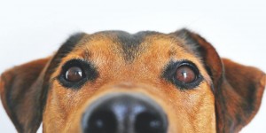 Beitragsbild des Blogbeitrags Hundebuggy bis 40 kg – das sind die Top 3!