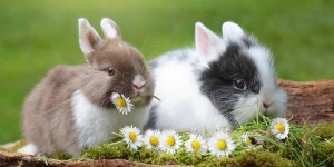 Beitragsbild des Blogbeitrags Das sind die besten 3-stöckigen Kaninchenställe 