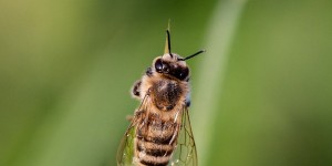 Beitragsbild des Blogbeitrags Bienenstich behandeln – so geht’s am besten!