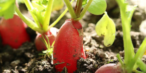 Beitragsbild des Blogbeitrags So kannst du Radieschen im Blumenkasten anbauen
