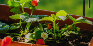 Beitragsbild des Blogbeitrags Erdbeeren im Blumenkasten pflanzen & pflegen