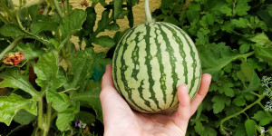 Beitragsbild des Blogbeitrags So pflanzt du Wassermelonen im Topf und am Balkon an!