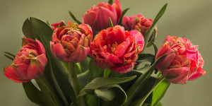 Beitragsbild des Blogbeitrags Mit diesen Tricks bleiben Schnittblumen länger frisch