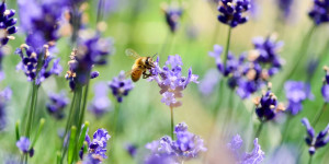 Beitragsbild des Blogbeitrags Bienen lieben diese Blumen und Pflanzen! 
