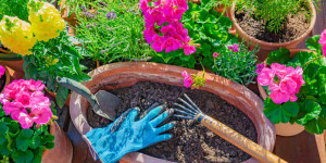 Beitragsbild des Blogbeitrags 19 bienenfreundlichen Blumen, die auf jedem Balkon gedeihen