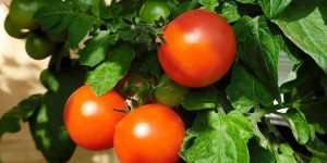 Beitragsbild des Blogbeitrags Studie zeigt: Tomaten mit Salzwasser gießen bringt viele Vorteile