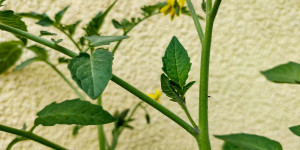 Beitragsbild des Blogbeitrags Tomaten ausgeizen: Das musst du wirklich wissen!