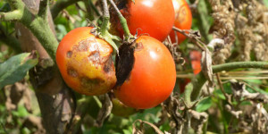 Beitragsbild des Blogbeitrags Hilft Natron gegen Braunfäule an Tomaten?