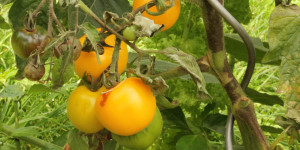 Beitragsbild des Blogbeitrags Kann man Tomaten mit Braunfäule essen? 