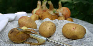 Beitragsbild des Blogbeitrags Sind Kartoffelschalen wirklich giftig? 
