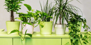 Beitragsbild des Blogbeitrags Top 9 luftreinigende Pflanzen fürs Büro 