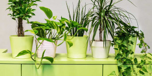 Beitragsbild des Blogbeitrags Top 9 luftreinigende Pflanzen fürs Büro