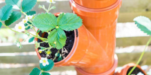 Beitragsbild des Blogbeitrags Erdbeerturm selber bauen: In nur 4 Schritten zur DIY Erdbeersäule 