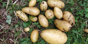 Beitragsbild des Blogbeitrags Kartoffeln anbauen am Balkon und im Garten 