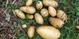Beitragsbild des Blogbeitrags Kartoffeln anbauen am Balkon und im Garten
