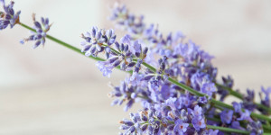 Beitragsbild des Blogbeitrags Lavendel gegen Mücken – So wirst du die Plagegeister endlich los! 