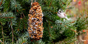 Beitragsbild des Blogbeitrags Futterzapfen selber machen für hungrige Vögel