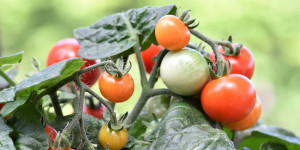 Beitragsbild des Blogbeitrags Tomaten mit Kaffeesatz düngen – das musst du beachten!