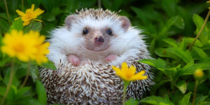 Beitragsbild des Blogbeitrags Krafttier Igel: So führt es dich zur inneren Stärke!