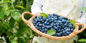 Beitragsbild des Blogbeitrags Das ist der Unterschied zwischen Heidelbeere und Blaubeere!