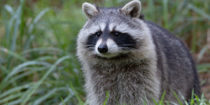 Beitragsbild des Blogbeitrags Das sagt das Krafttier Waschbär über dich aus!
