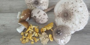 Beitragsbild des Blogbeitrags Auf die Pilze, fertig, los! Pilze sammeln mit Profitipps