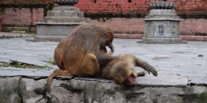 Beitragsbild des Blogbeitrags 2500 Jahre ist schon alt: Der Swayambhunath Tempel 