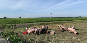 Beitragsbild des Blogbeitrags Deswegen hält Amsterdam Schiphol Airport Schweine