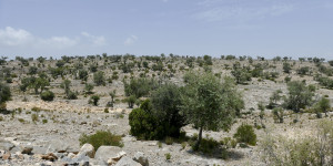 Beitragsbild des Blogbeitrags DEAL: Edelweiss Business Athen – Salalah (Return): 1.200 Euro