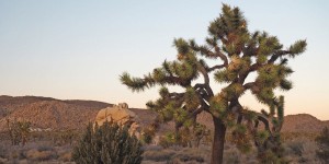 Beitragsbild des Blogbeitrags Joshua Tree Nationalpark – Felsformationen, Joshua Tree Bäume und wunderbare Natur