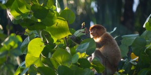 Beitragsbild des Blogbeitrags 2 Tage im Bako Nationalpark auf Borneo in Malaysien 