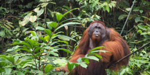 Beitragsbild des Blogbeitrags Sehenswürdigkeiten Borneo – Orte, die ihr in Borneo nicht verpassen dürft 