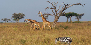Beitragsbild des Blogbeitrags Safari in Tansania – die schönsten Nationalparks, Sehenswürdigkeiten, Land und Leute