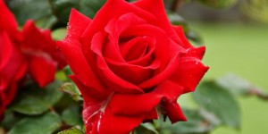 Beitragsbild des Blogbeitrags FlugentenParade: Rot, rot, rot sind alle meine Kleider ….