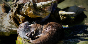Beitragsbild des Blogbeitrags Besuch im Cumberland Wildpark Grünau – inklusive FlugentenTalk mit Graugans und Waldrappe 