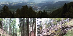 Beitragsbild des Blogbeitrags Sonnwendstein Trail Run 
