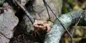 Beitragsbild des Blogbeitrags Ein Urwald für die Ewigkeit – der letzte Mitteleuropas