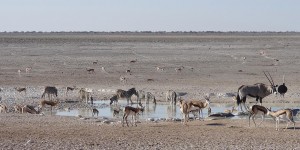 Beitragsbild des Blogbeitrags Etosha: Tierparadies im Herzen Namibias 