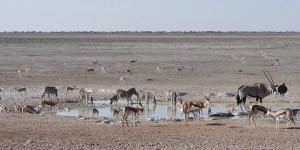 Beitragsbild des Blogbeitrags Etosha: Tierparadies im Herzen Namibias