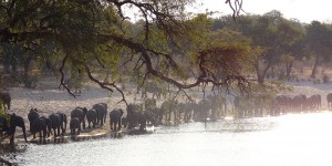 Beitragsbild des Blogbeitrags Bwabwata & Kwando: Wasser für die Elefanten 