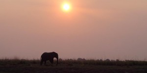 Beitragsbild des Blogbeitrags Chobe: Ein Tag in Botswanas nördlichstem Nationalpark 