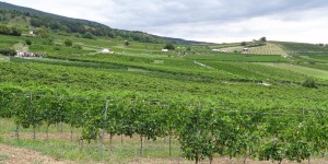 Beitragsbild des Blogbeitrags Baden bei Wien: Genuss und Kultur im Wienerwald 