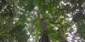 Beitragsbild des Blogbeitrags Ein Tag auf St. Lucia: Regenwald und schöne Blicke 