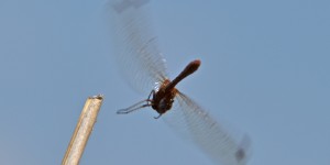 Beitragsbild des Blogbeitrags Nationalpark Neusiedler See-Seewinkel / Oberer Stinkersee 