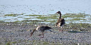 Beitragsbild des Blogbeitrags Nationalpark Neusiedler See-Seewinkel / Die Lange Lacke 