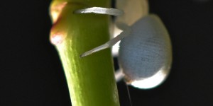 Beitragsbild des Blogbeitrags Die veränderliche Krabbenspinne