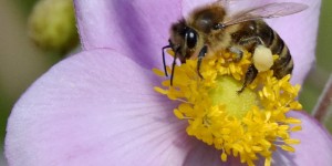 Beitragsbild des Blogbeitrags Noch blüht es in meinem Garten!