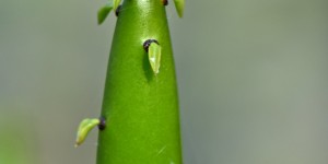 Beitragsbild des Blogbeitrags Stachelige Freunde im Botanischen Garten 