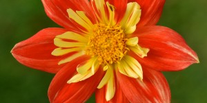 Beitragsbild des Blogbeitrags Wer ist die Schönste vom Botanischen Garten? 